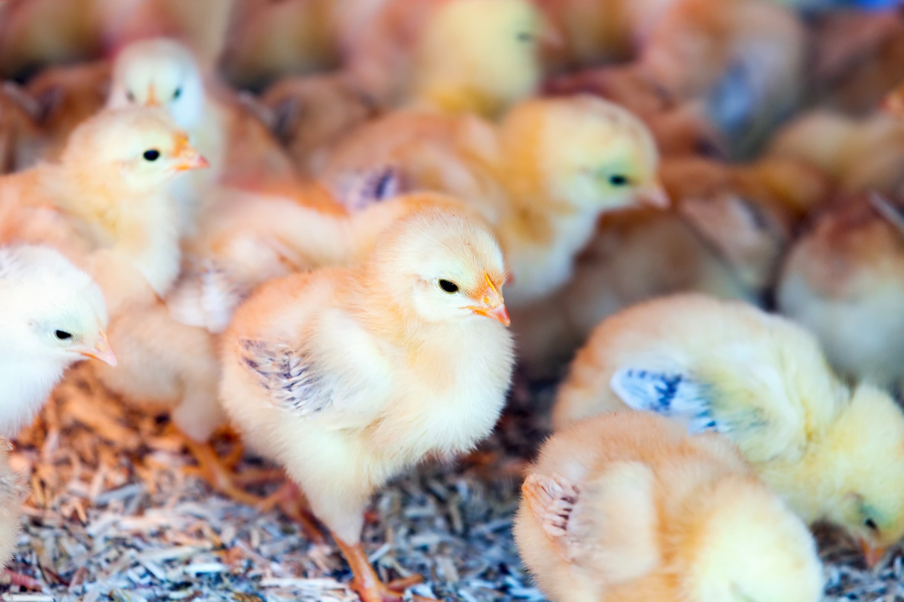 Poussins