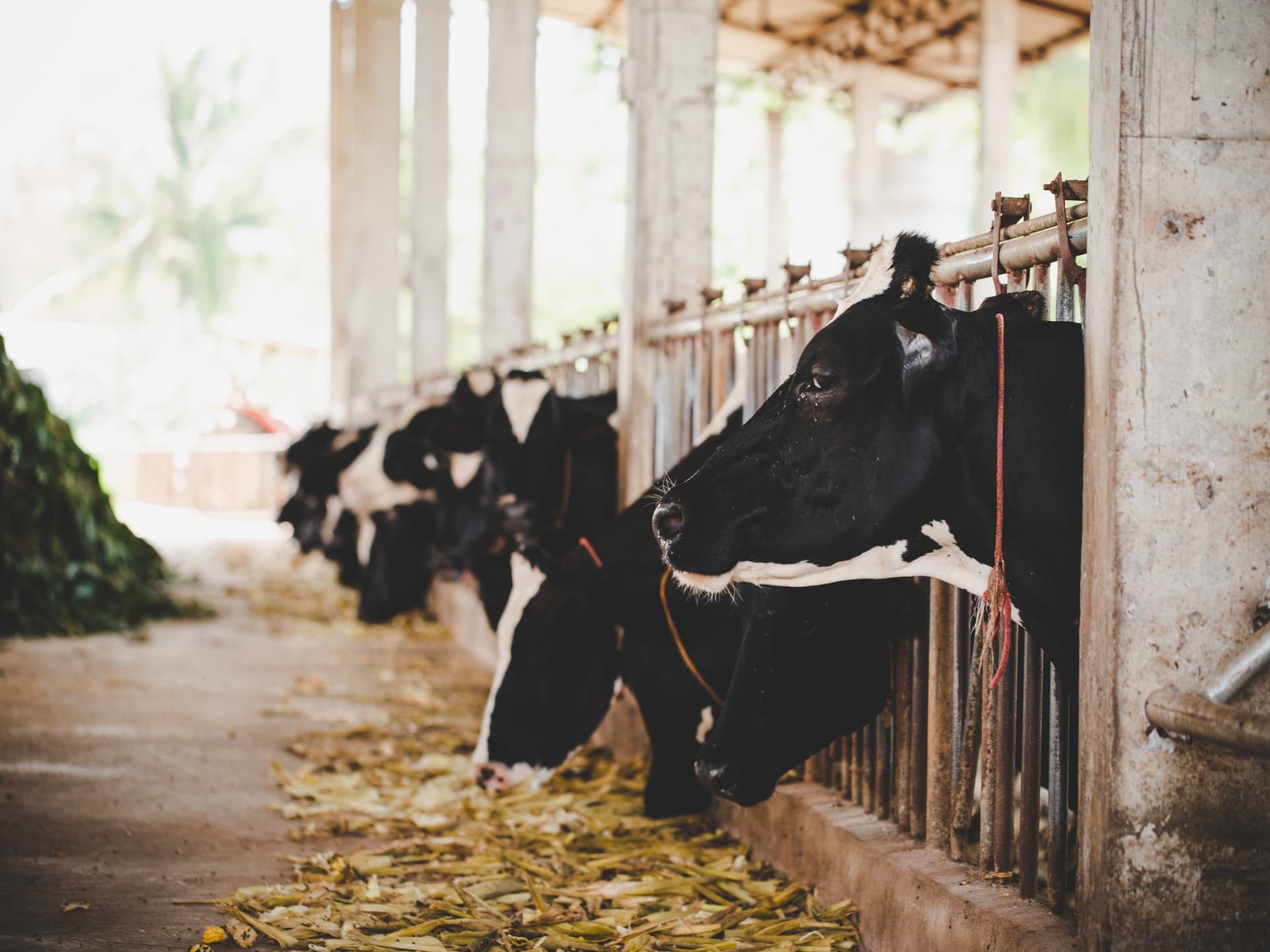 Vaches